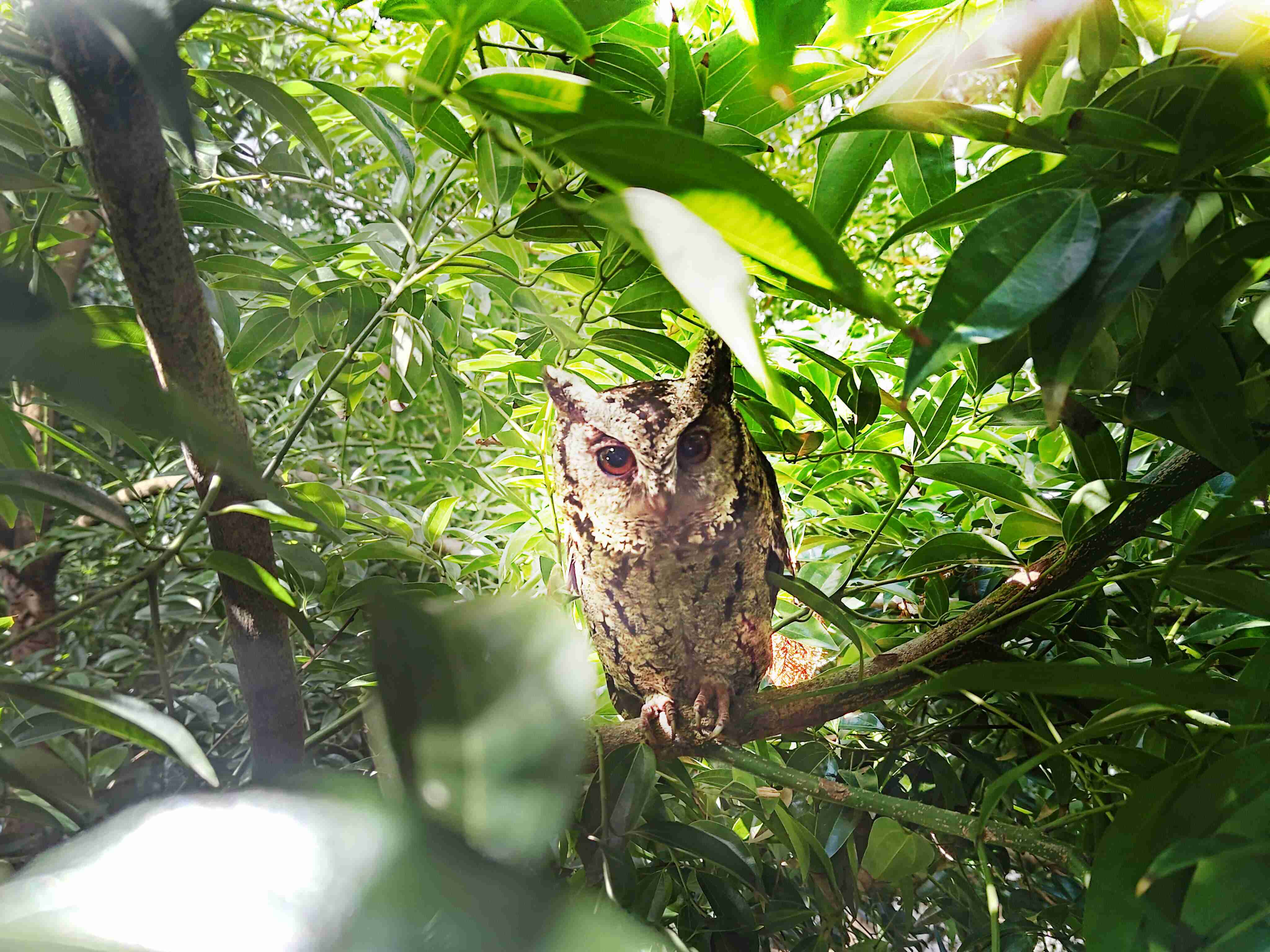 赏金国际致力提倡净零绿生活，，16年以来在全球各厂区植树逾百万棵，，造就各厂区树木蔚然成林，，，，犹如森林工厂，，，，成为许多生物的栖息地